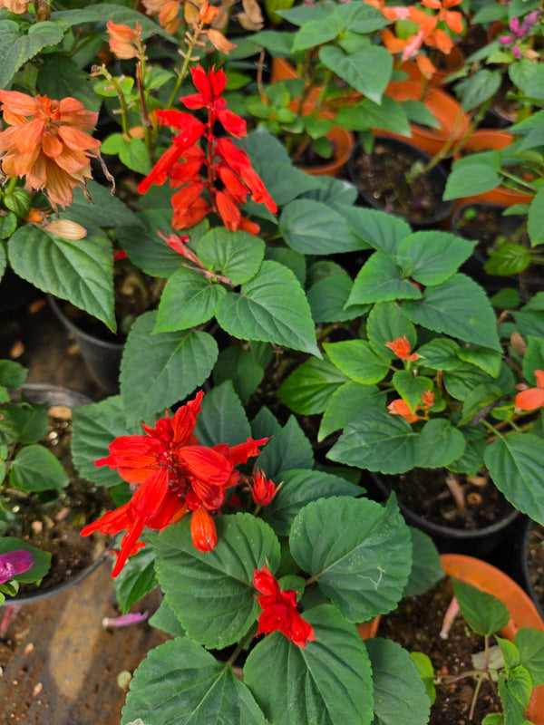 Salvia Red
