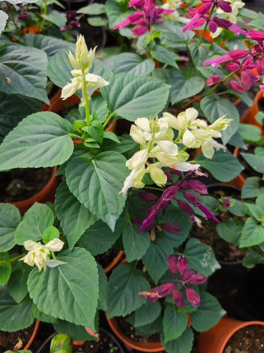 Salvia White