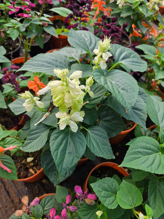 Salvia Whitish