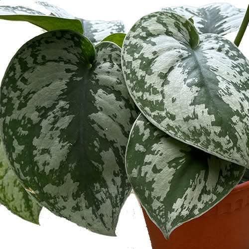 Satin Pothos Scindapsus