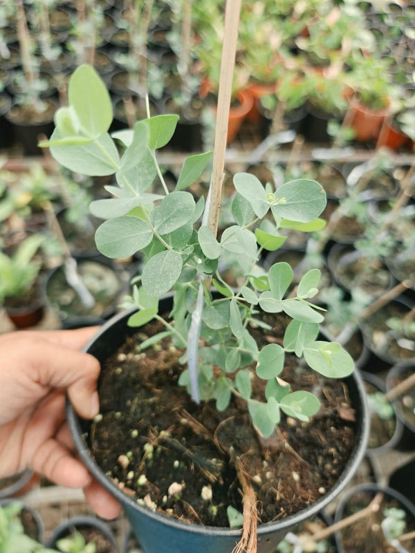 Silver Dollar Plant