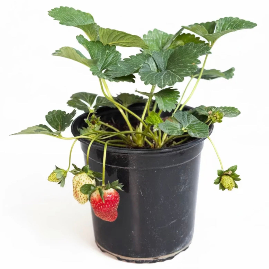 Potted Strawberry 3