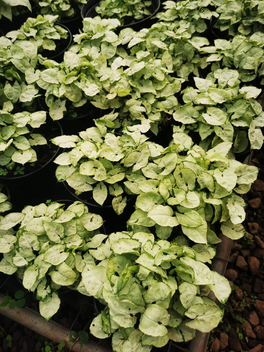 Syngonium Green Splash Arrowhead Plant