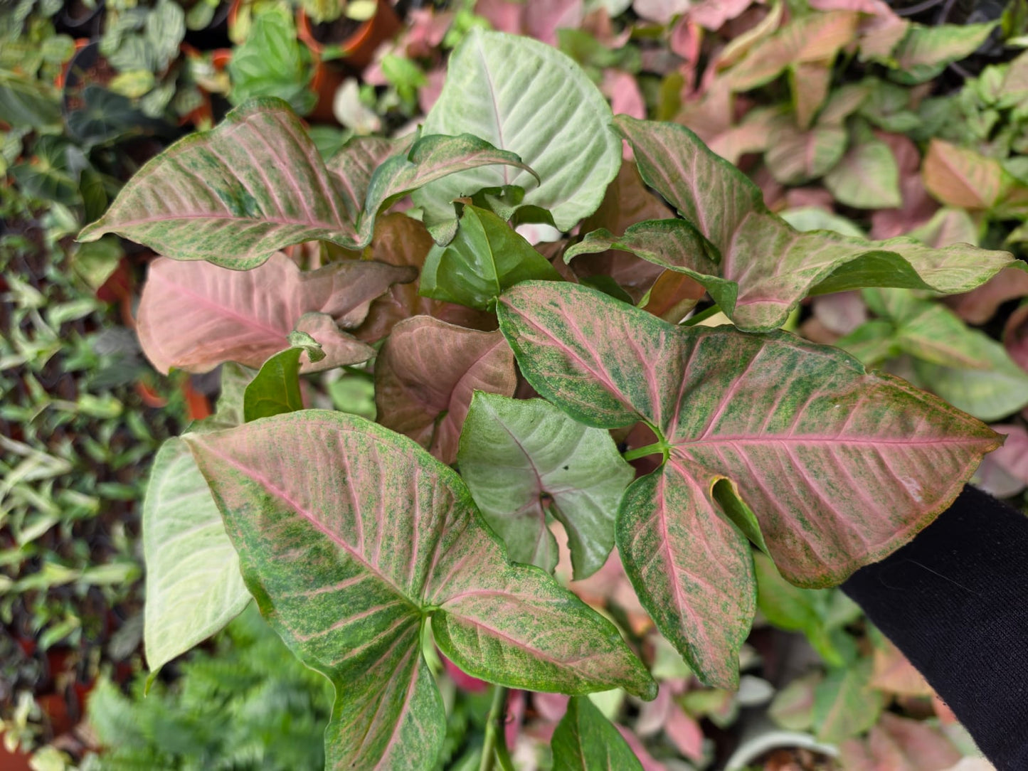 Syngonium Neon Pink Arrowhead Plant