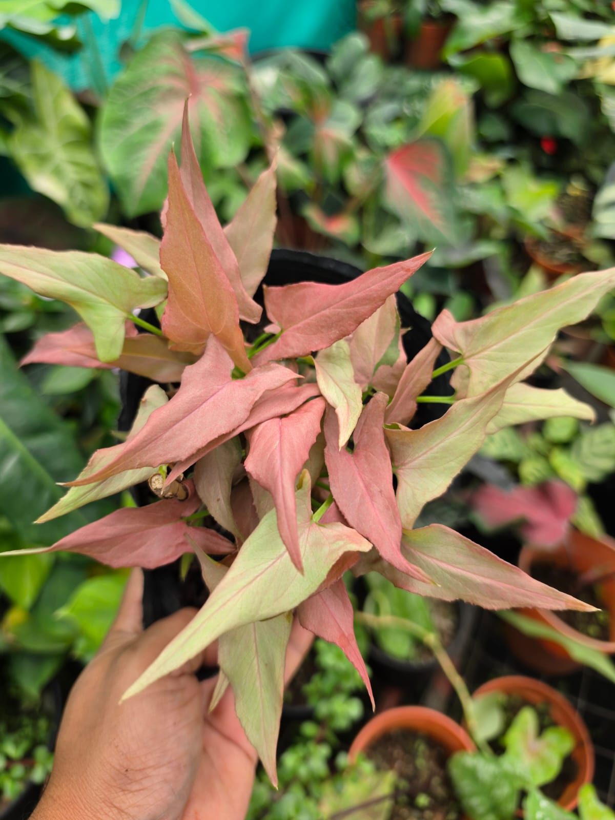 Syngonium Pink Arrow Arrowhead Plant