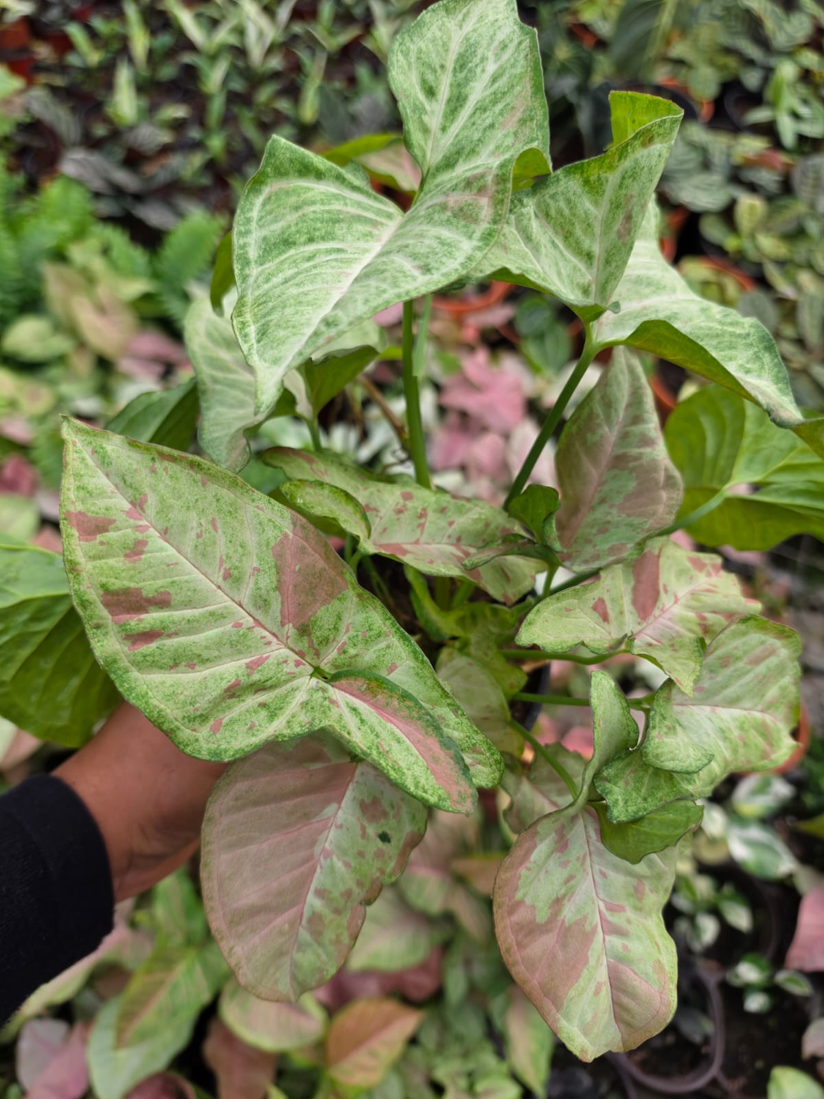 Syngonium Pink Confetti Arrowhead Plant