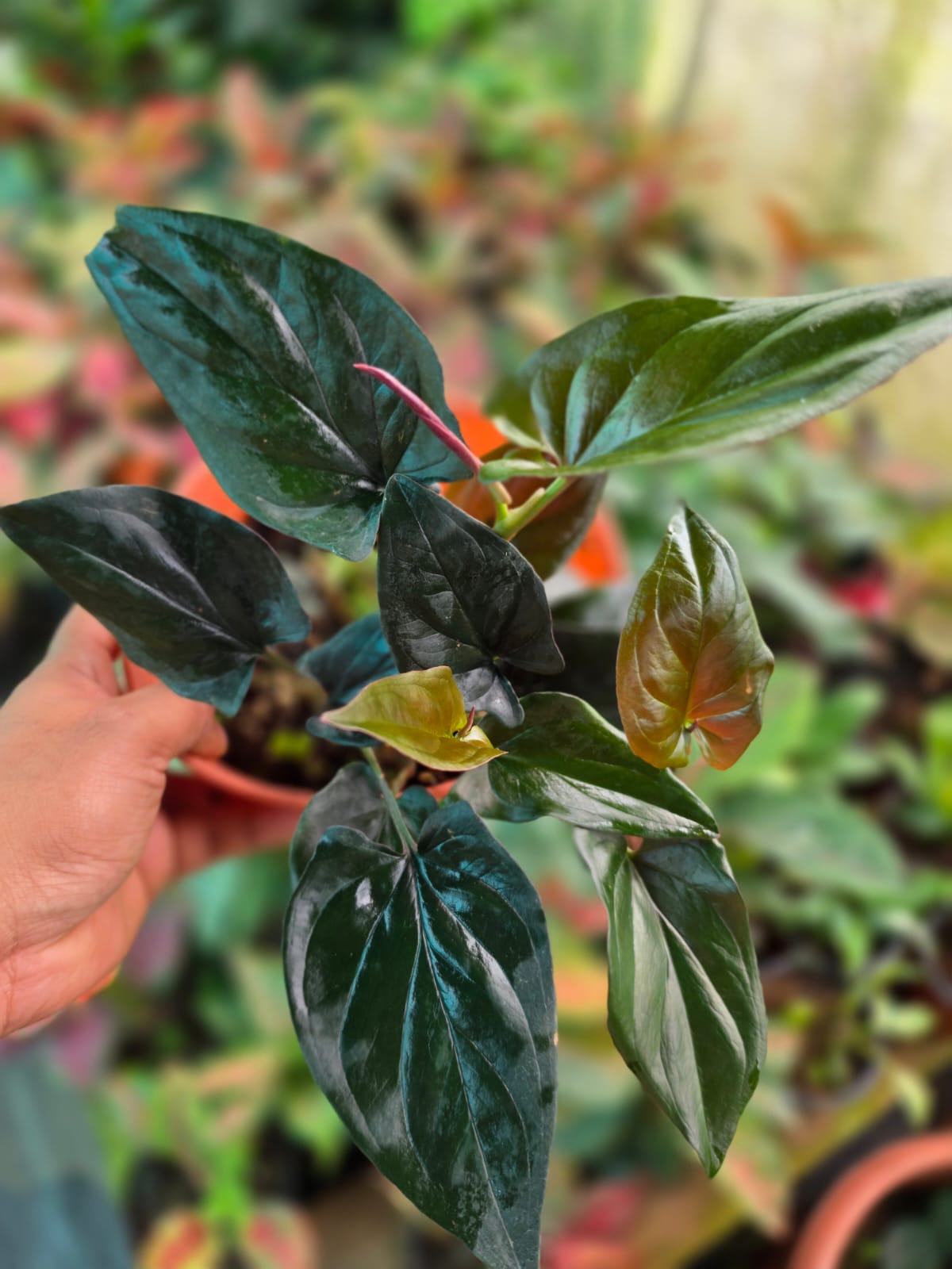 Syngonium Red Arrow Arrowhead Plant