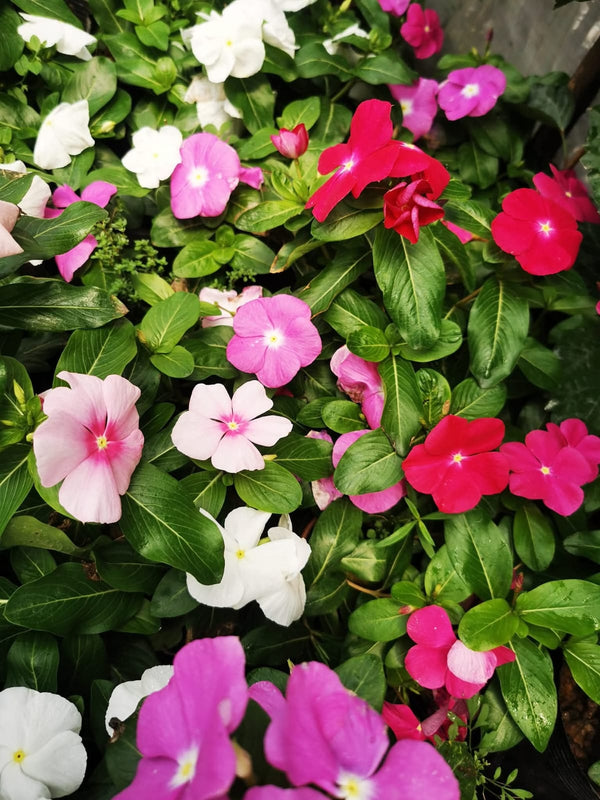 Vinca Filante 163