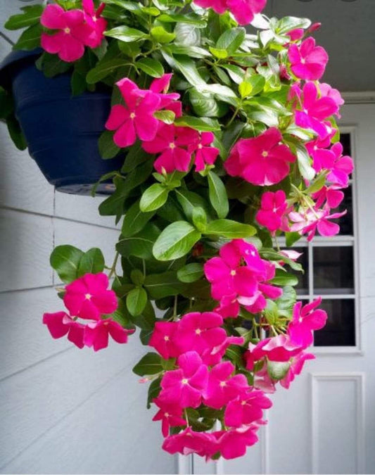 Vinca Filante 169