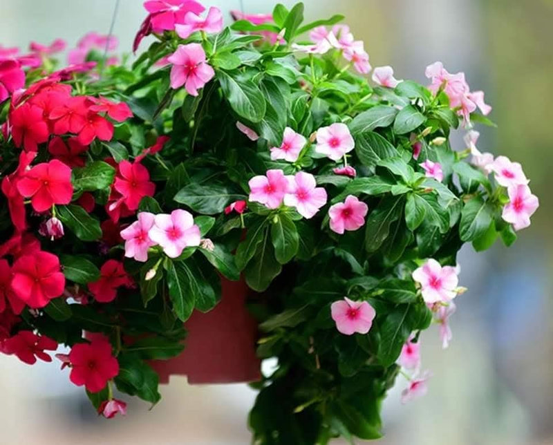 Vinca Filante 170