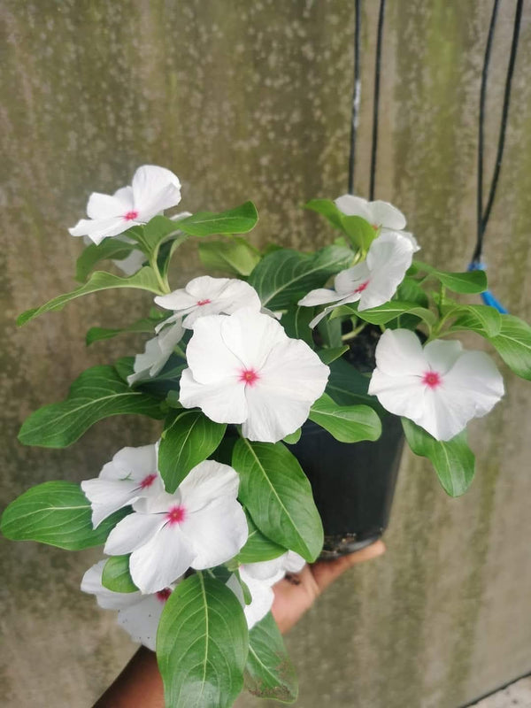 Vinca Filante 171