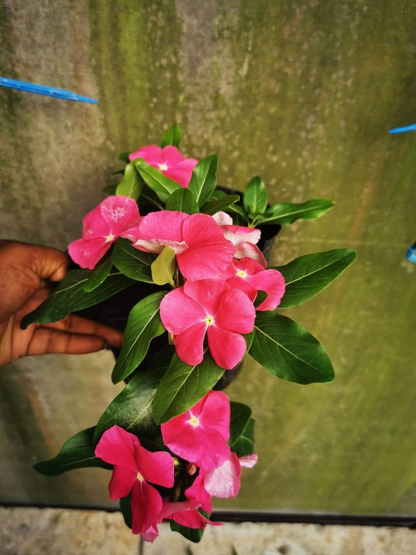 Vinca Filante 172