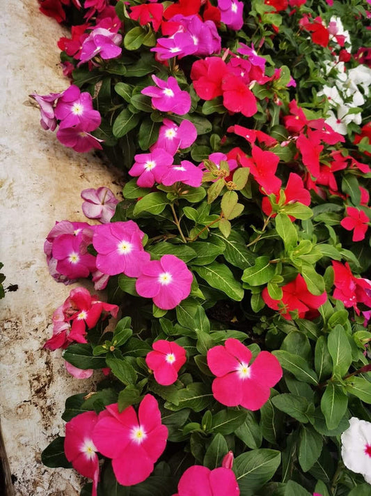Vinca Filante 174