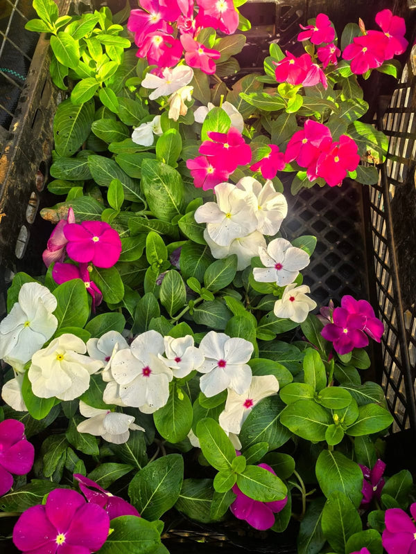 Vinca Filante 175
