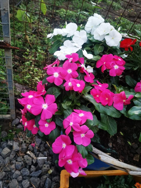 Vinca Filante 176