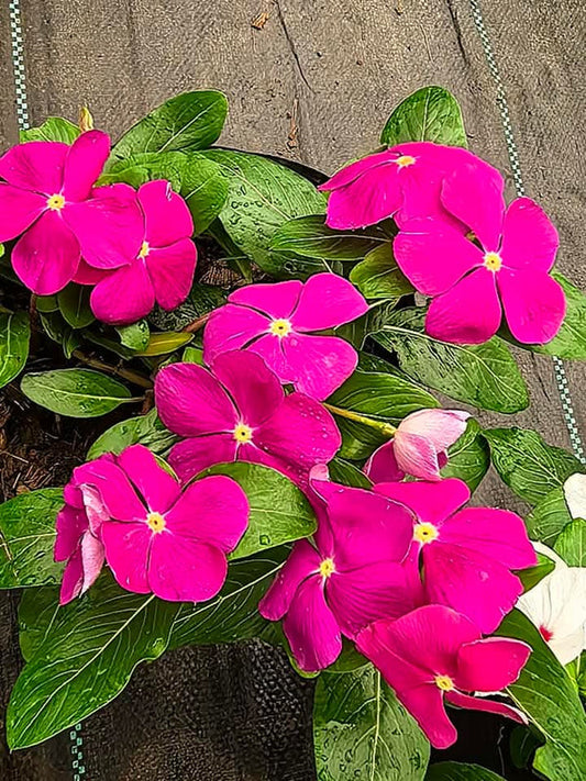 Vinca Filante 177