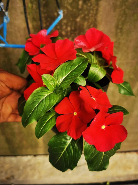 Vinca Filante 179