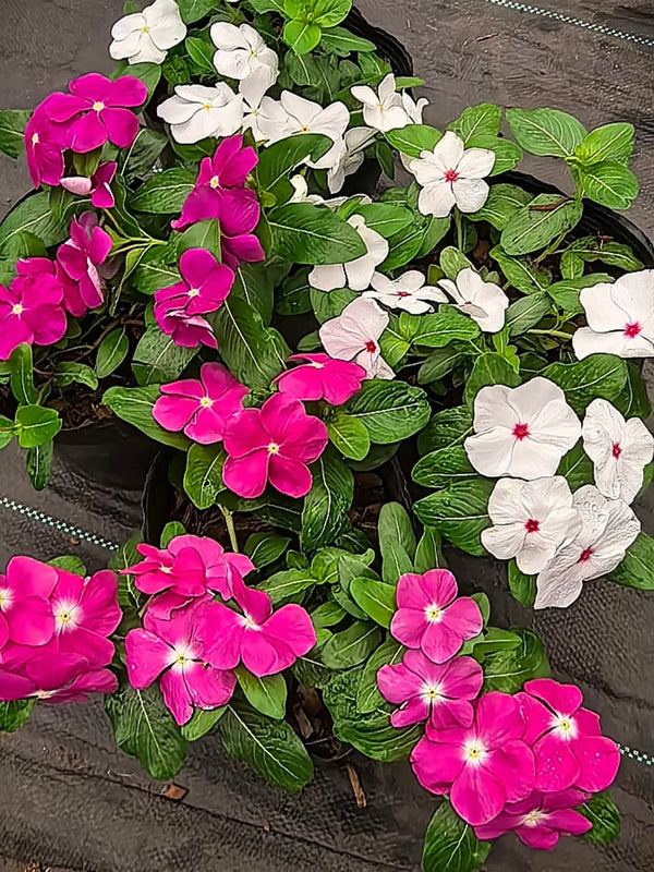 Vinca Filante 181