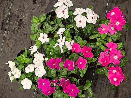 Vinca Filante 182
