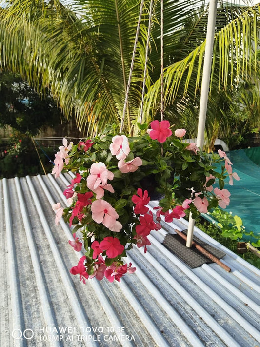 Vinca Filante 184