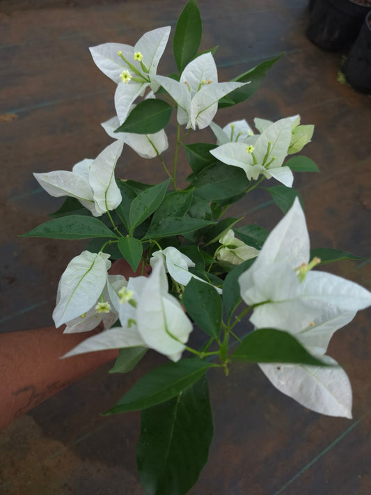 White Bougainvillea