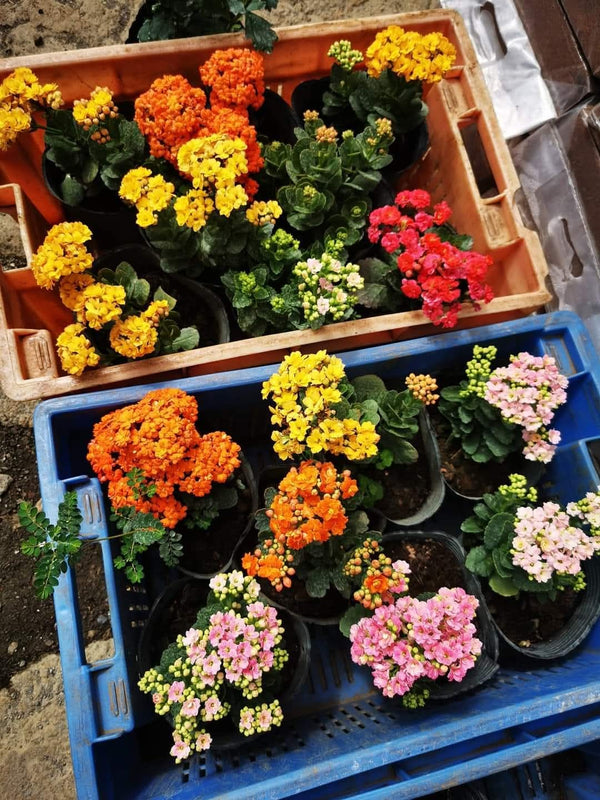 Kalanchoe White — view 2