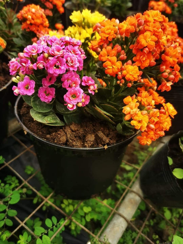 Kalanchoe Pink Flowers — view 2