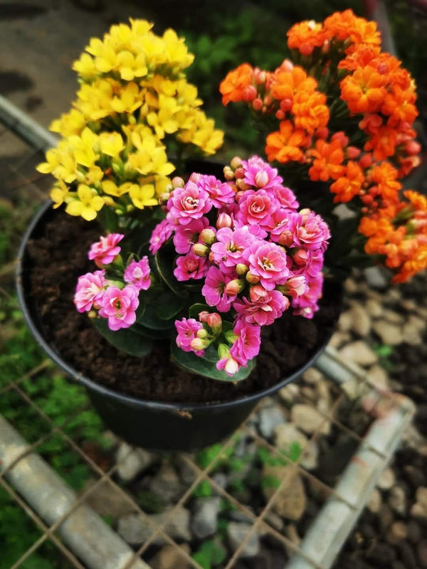 Kalanchoe Yellowish — view 2