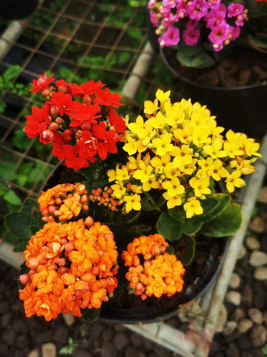Kalanchoe Pink — view 2