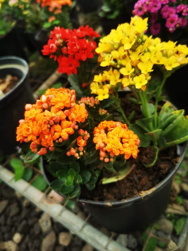Kalanchoe Pink — view 3