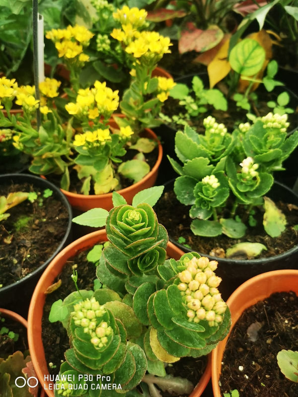 Kalanchoe Pink Varieties — view 2