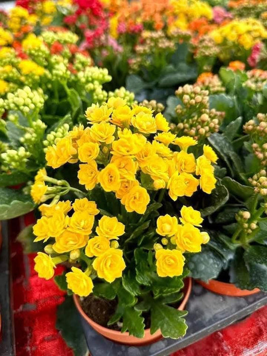 Kalanchoe Orange — view 2