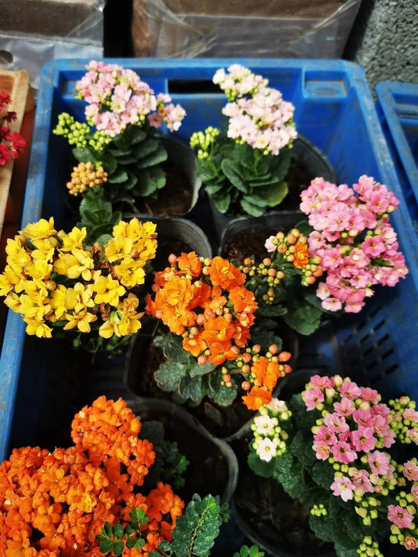 Kalanchoe White — view 3