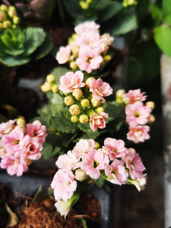 Kalanchoe Light Pink
