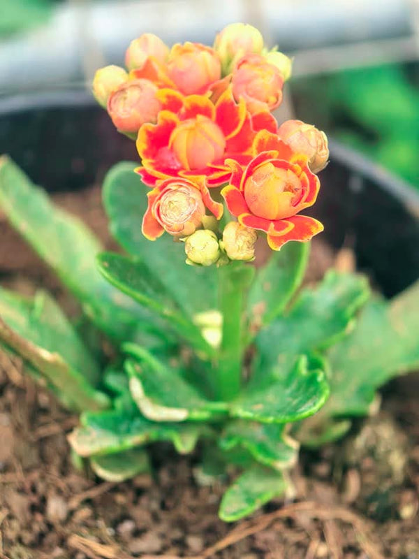 Kalanchoe Orange