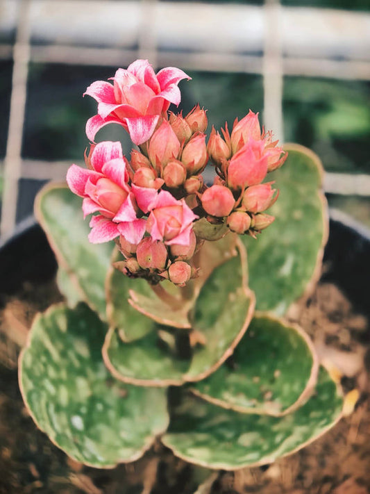 Kalanchoe Pink