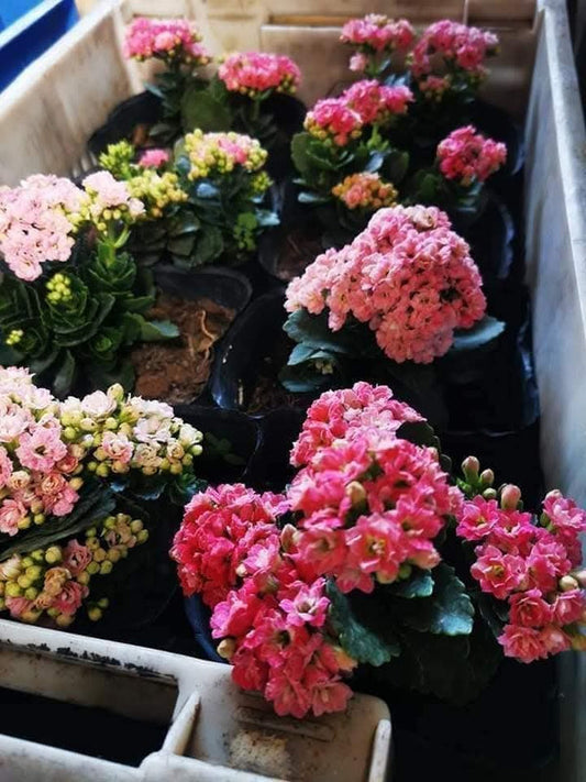Kalanchoe Pink Flowers
