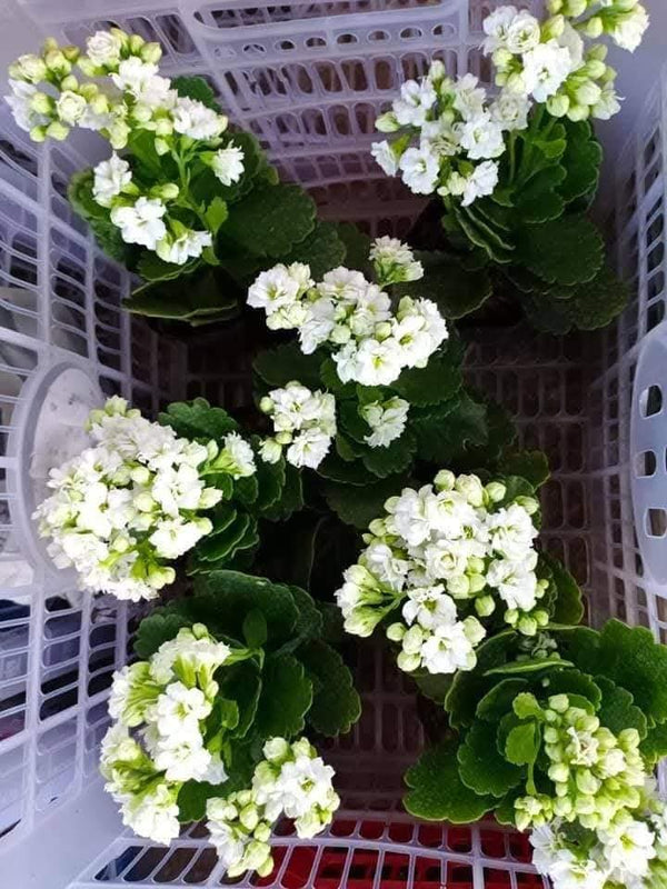 Kalanchoe White