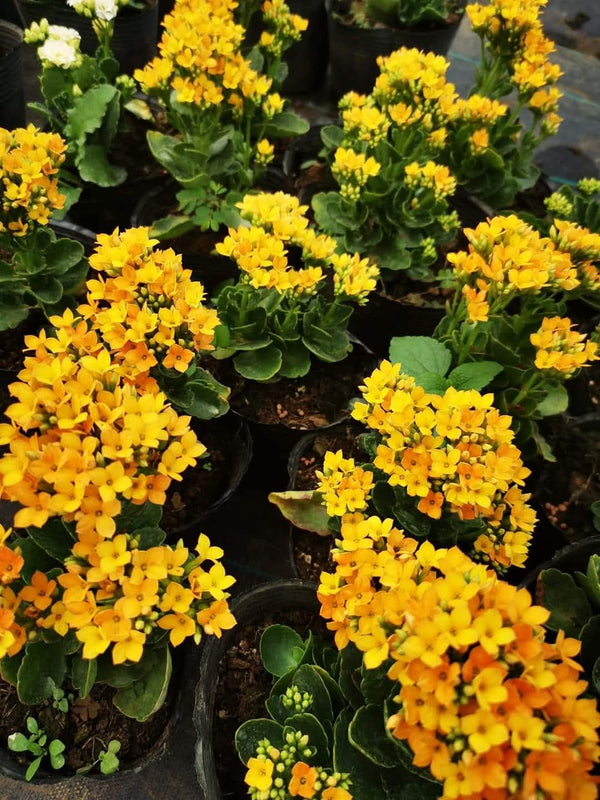 Kalanchoe Yellow