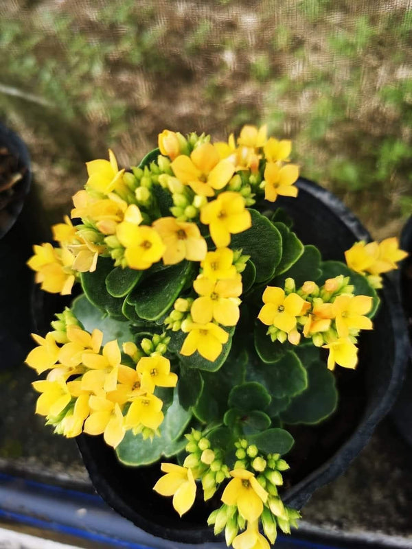 Kalanchoe Yellowish
