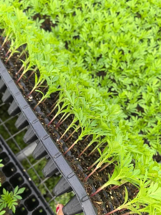 Marigold White Dwarf Seedlings