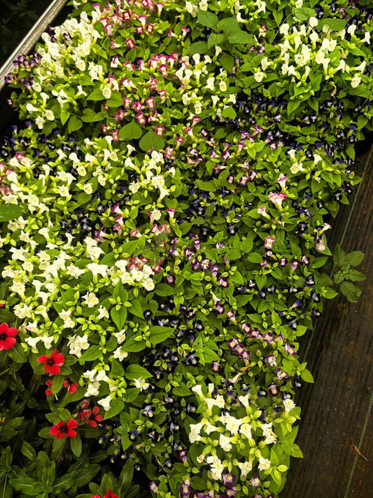 Torenia Purple Nursery