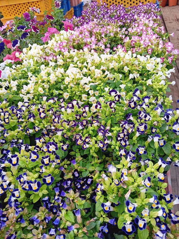 Torenia Fournieri