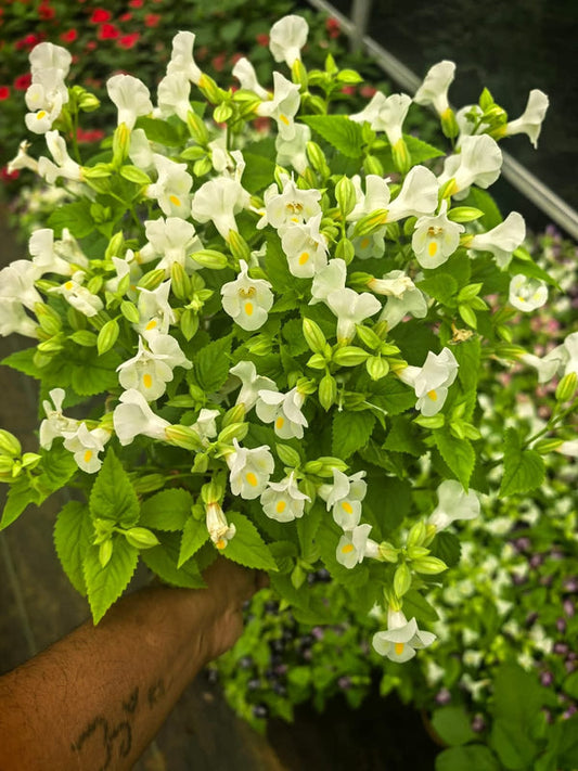 Torenia White Wishbone Flower