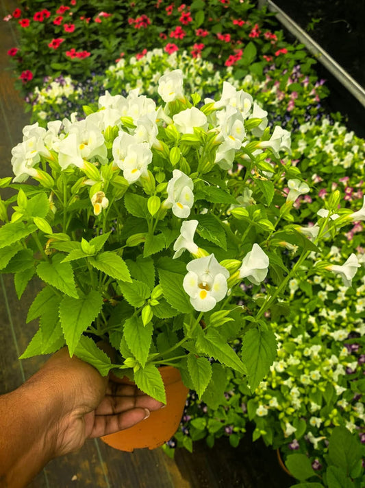 Torenia White Potted